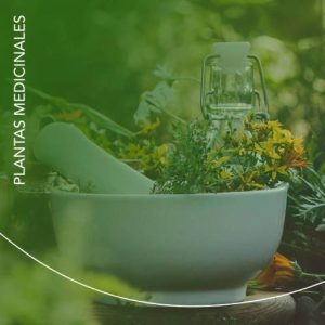 Plantas medicinales