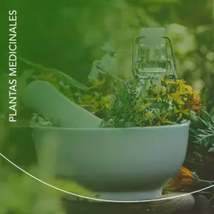 Plantas medicinales